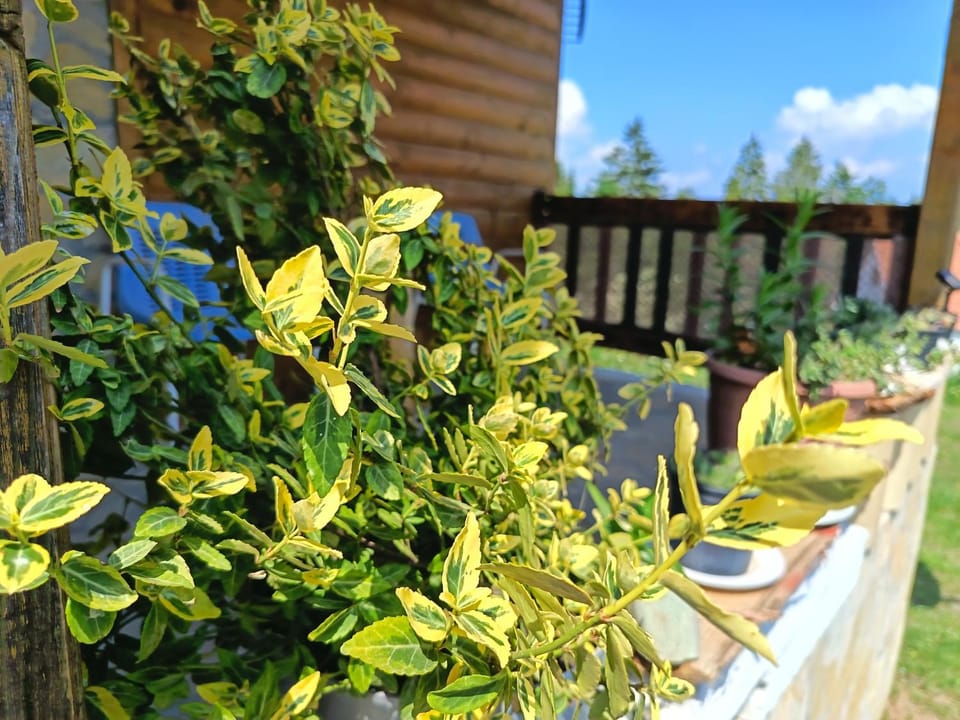 View (from property/room), Balcony/Terrace, Garden view