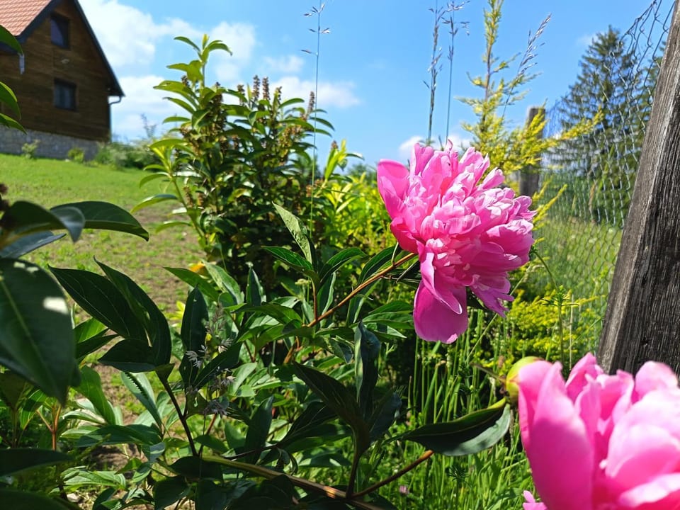 Property building, Garden, Garden view