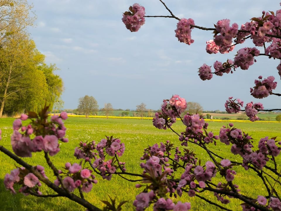 Spring, Day, Natural landscape, Garden, Garden view