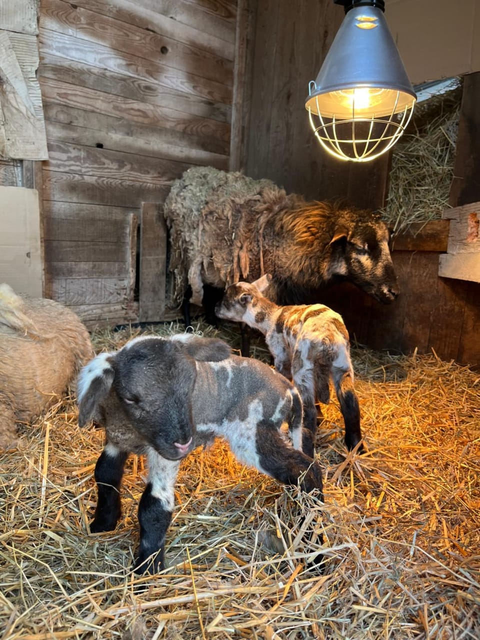 Auberge du Saut des Cuves Hotel in Xonrupt-Longemer