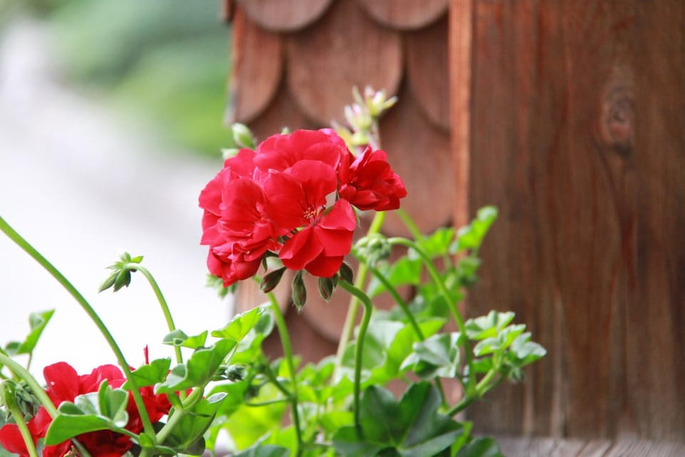 Romantikhus Apartment in Brand