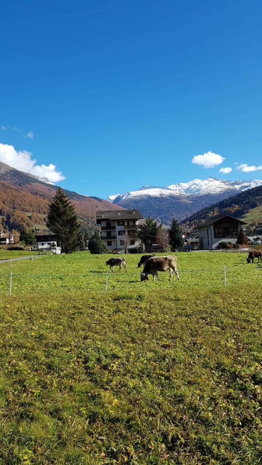 Baita nei pra Apartment in Bormio