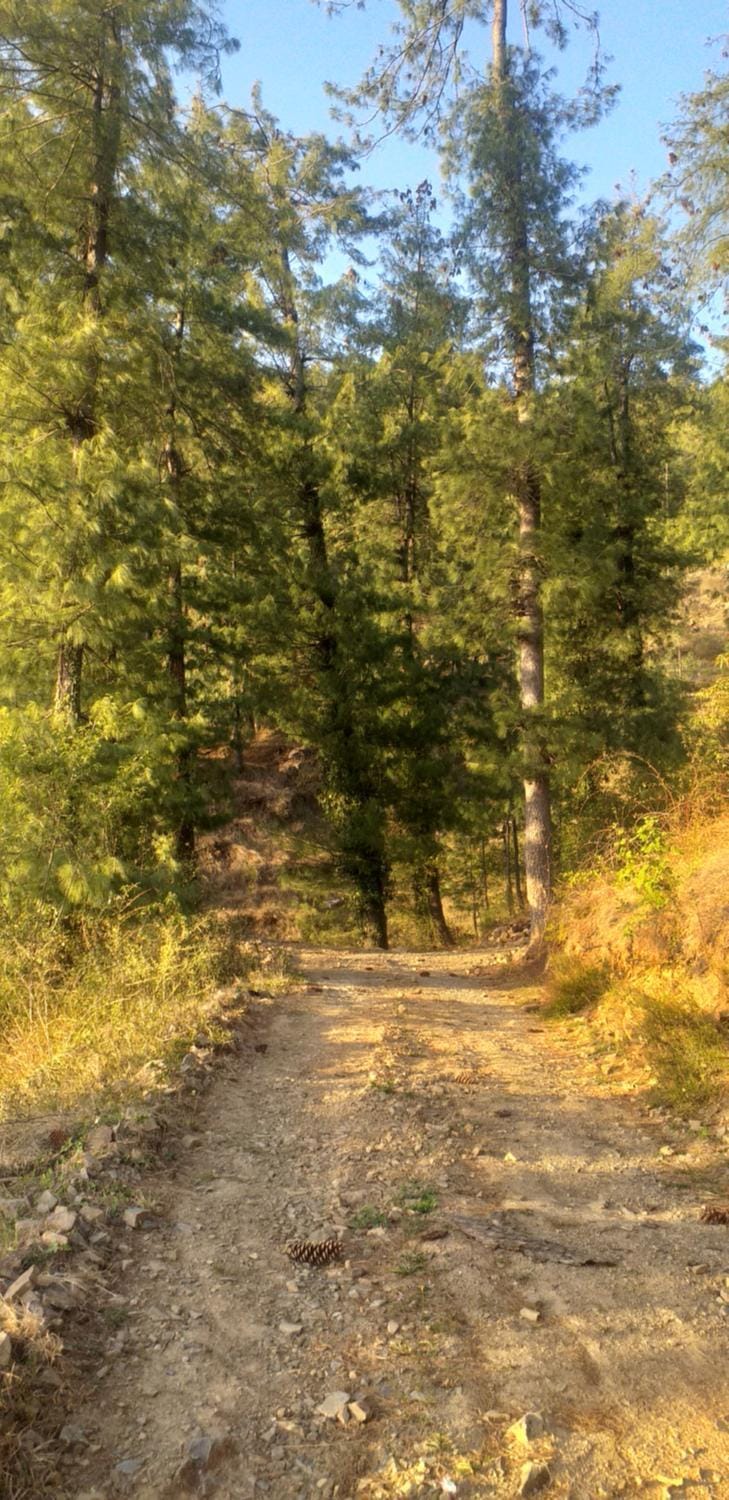 Shanti Jungle cottage Apartment in Himachal Pradesh