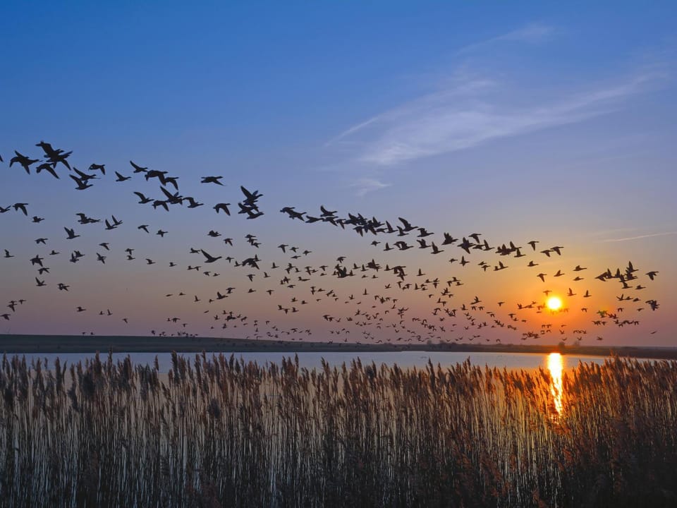 Vogelzug, Ferienwohnung für 4 Persoen - Erwachsene oder Kinder - in DE FEERJENHUSEN am Haubarg von Vollerwiek, Fertigstellung April 2020 Apartment in Nordfriesland