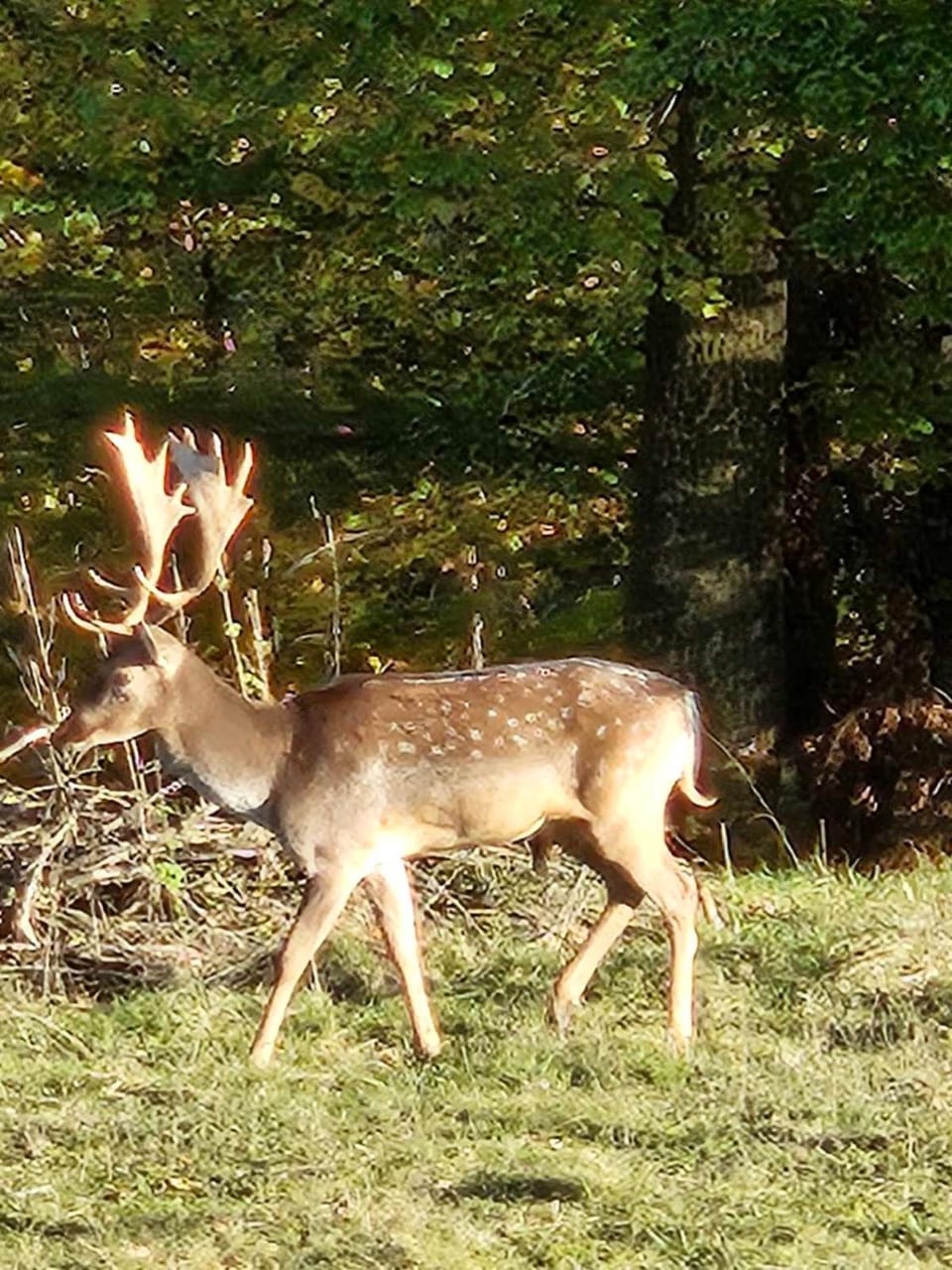 Animals