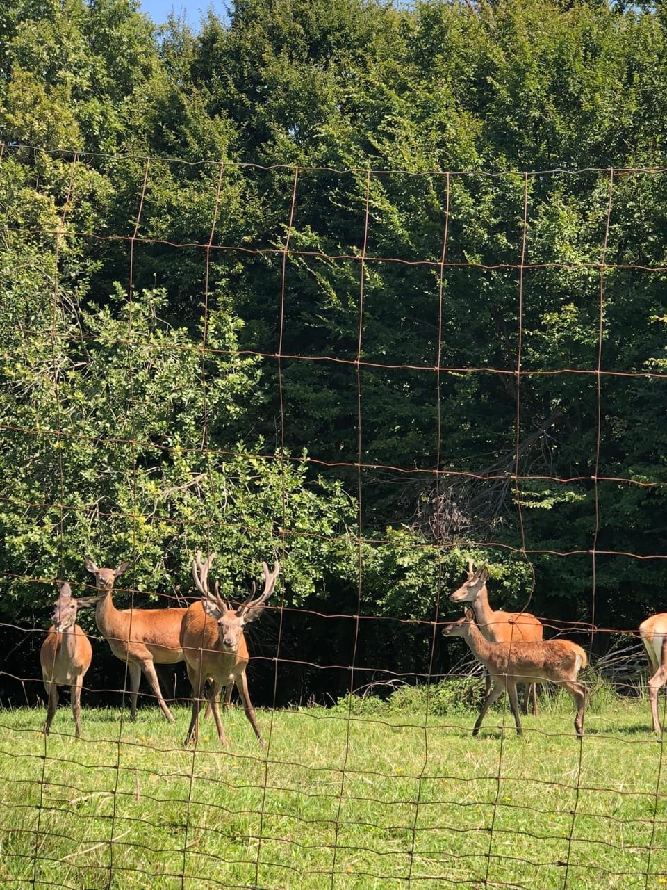 Animals