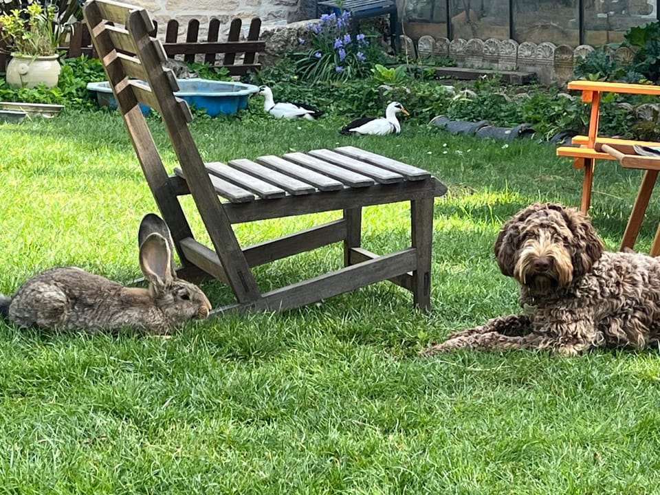 Garden, Pets