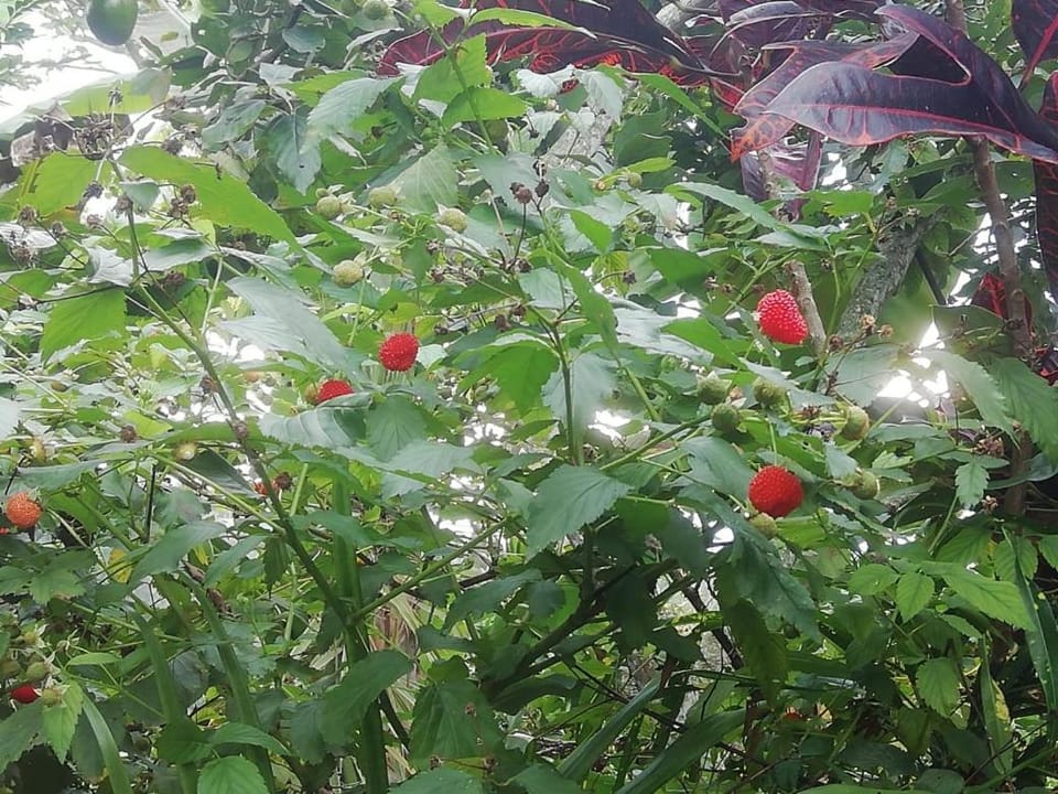 Garden, Living room