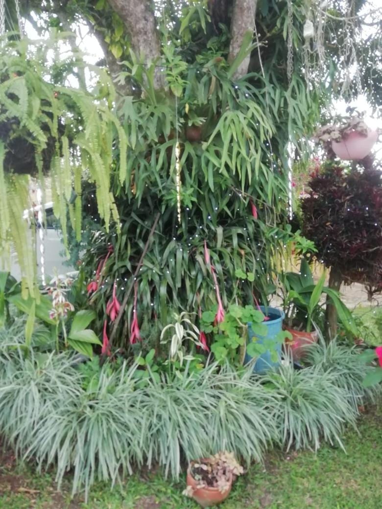 Natural landscape, Garden