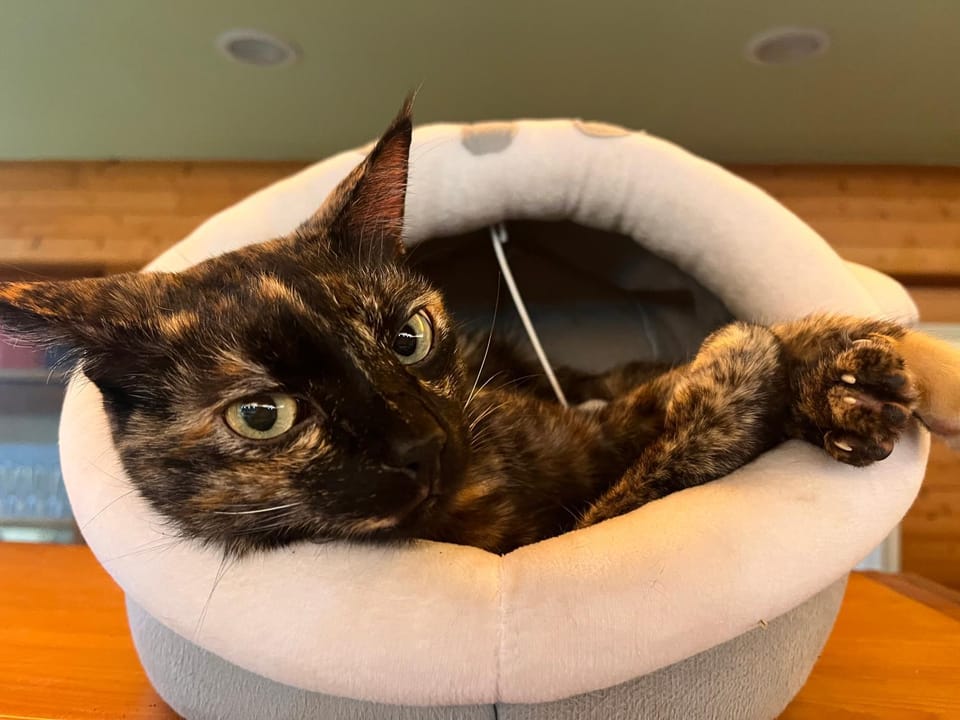 Pets