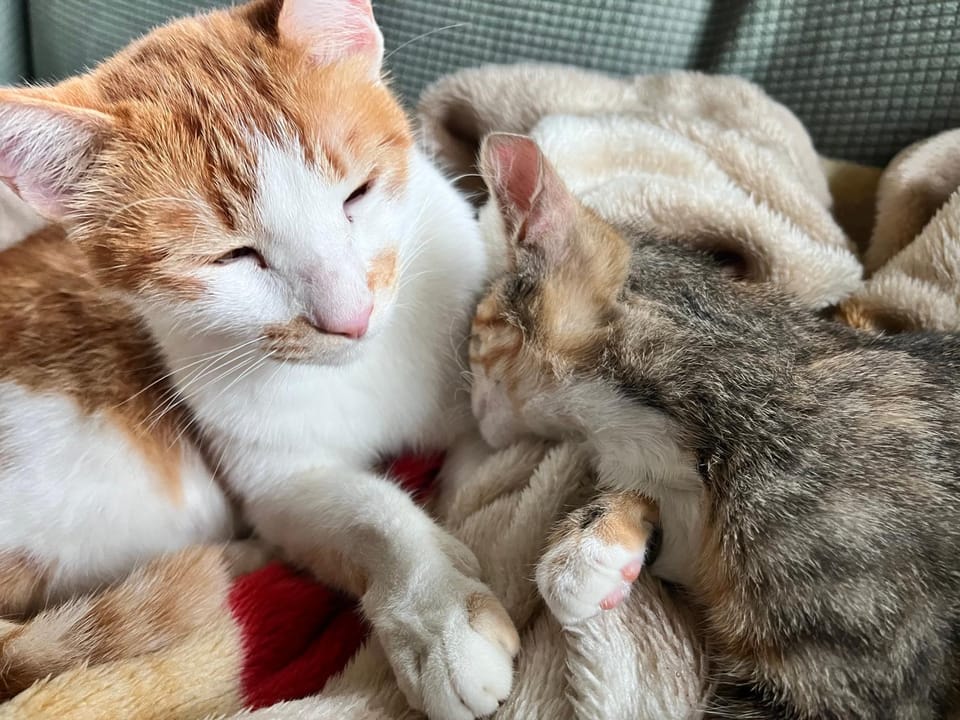 Pets