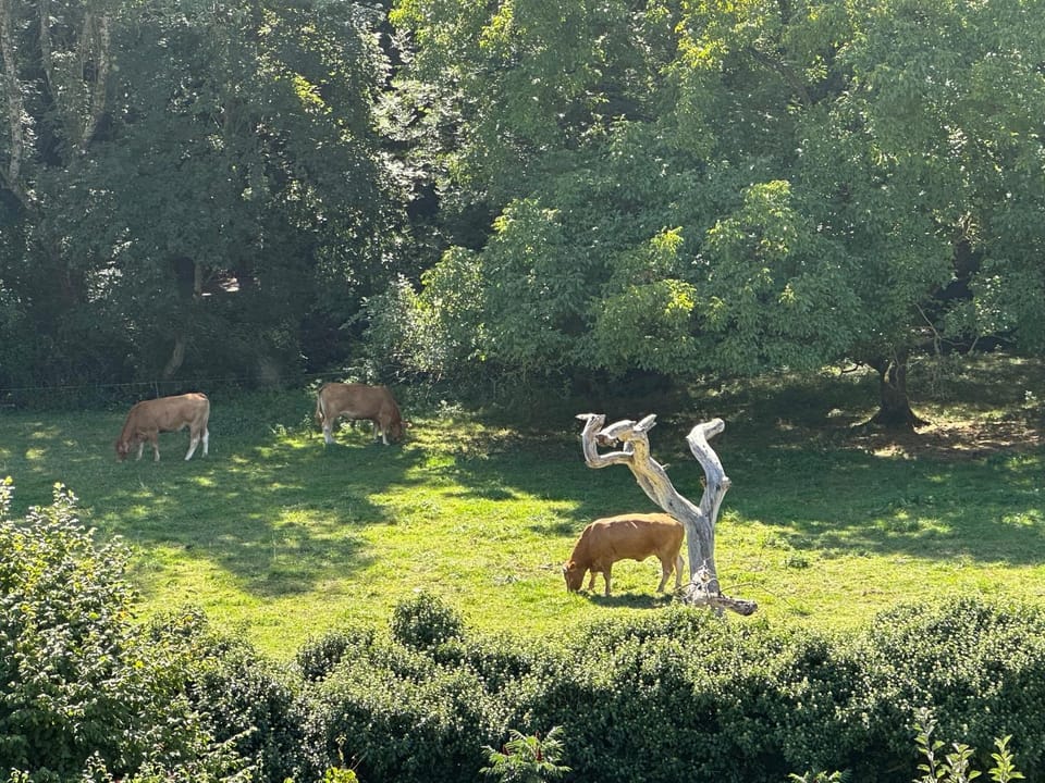 Natural landscape, View (from property/room)