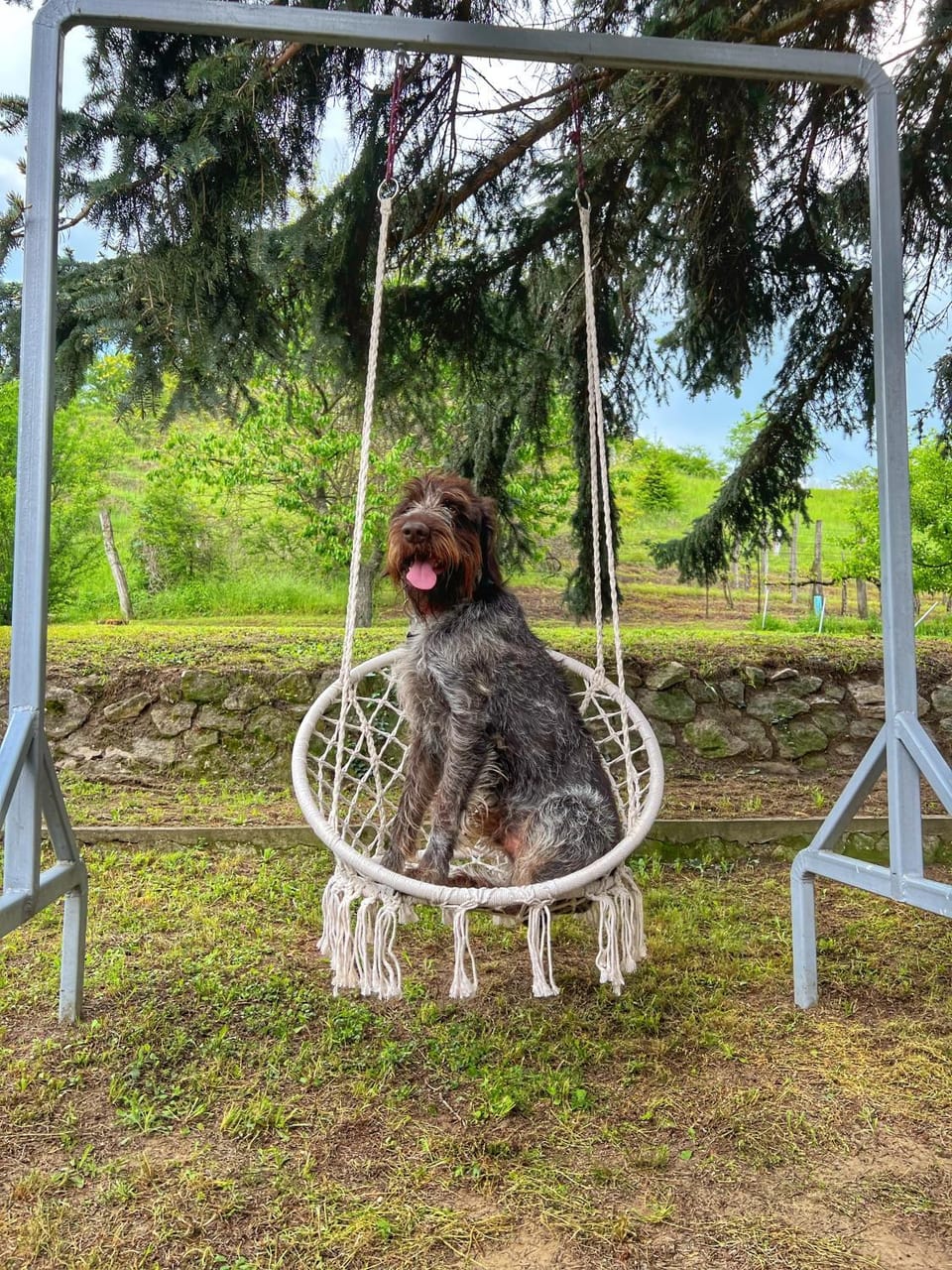 Natural landscape, Pets