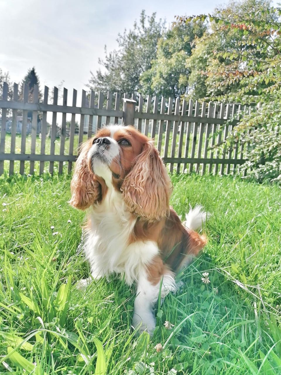 Garden, Pets
