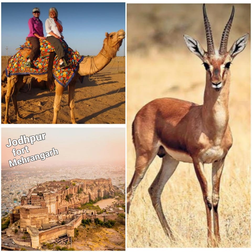Benda Rejuvenate Hotel Hotel in Rajasthan