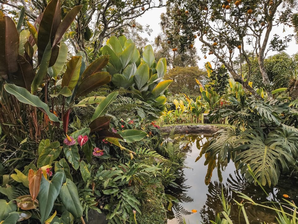 Garden