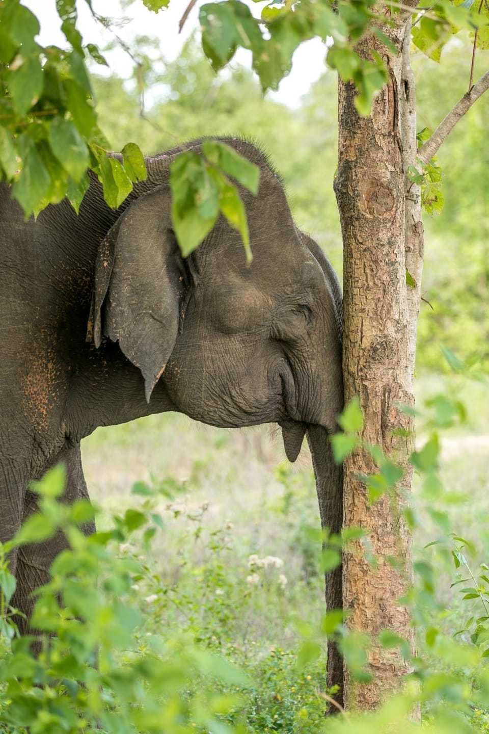 king elephant Safari bangalo Bed and Breakfast in Uva Province, Sri Lanka