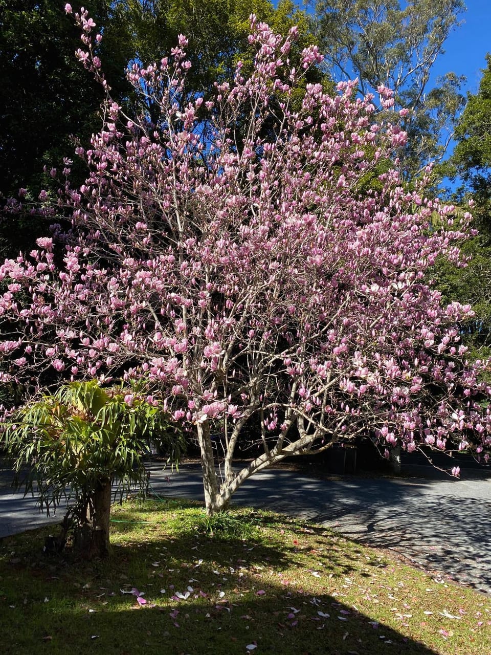 Spring, Garden