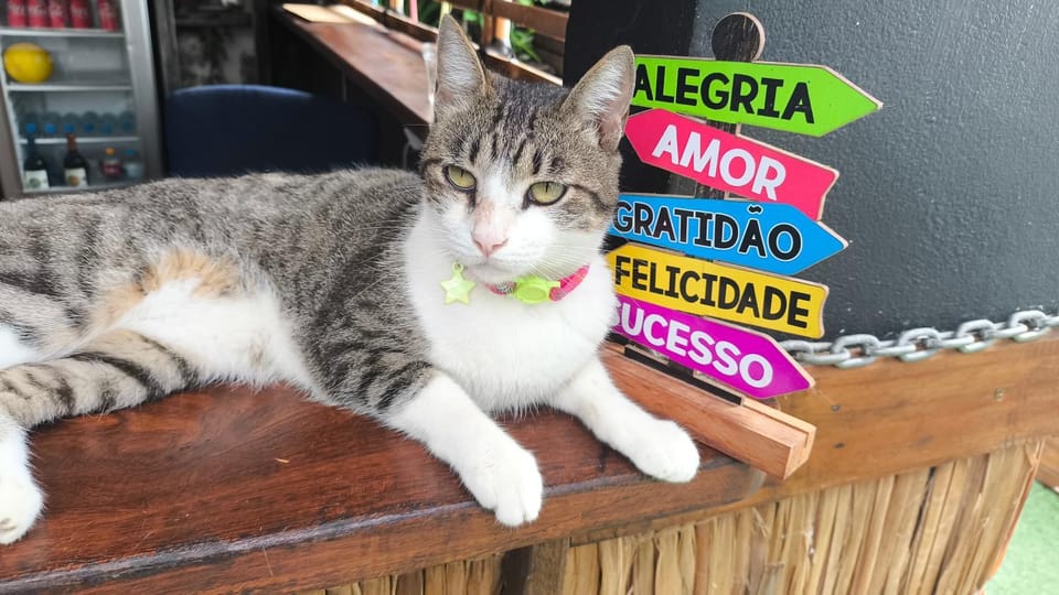 Pets, pet friendly