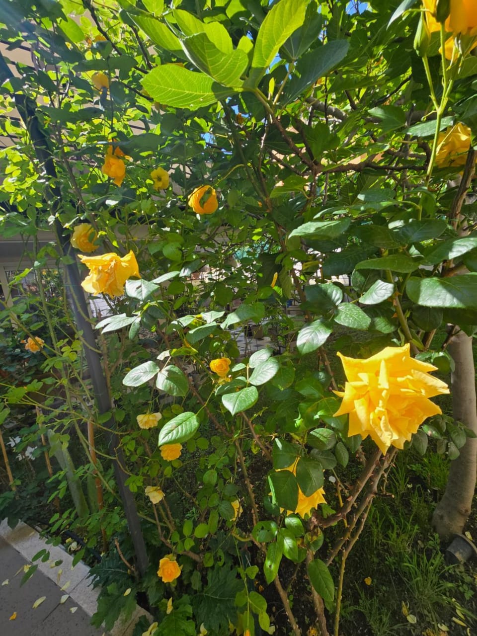 Natural landscape, Garden, Garden view