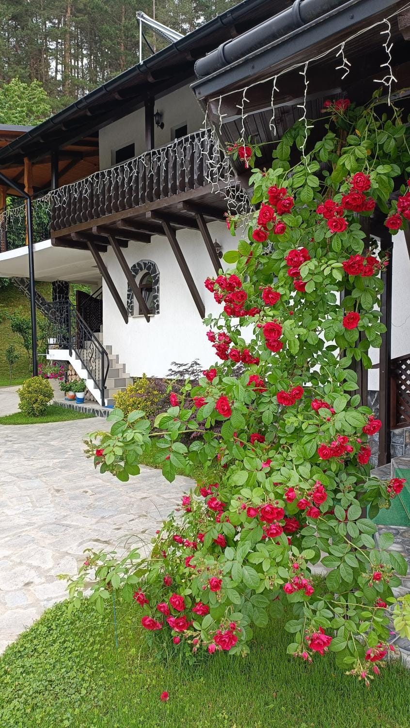 CASA DINTRE PINI House in Romania
