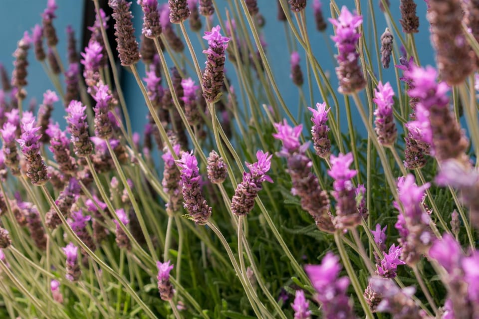 Loft Bohemio Queen, 300MB, estacionamiento Apartment in Toluca