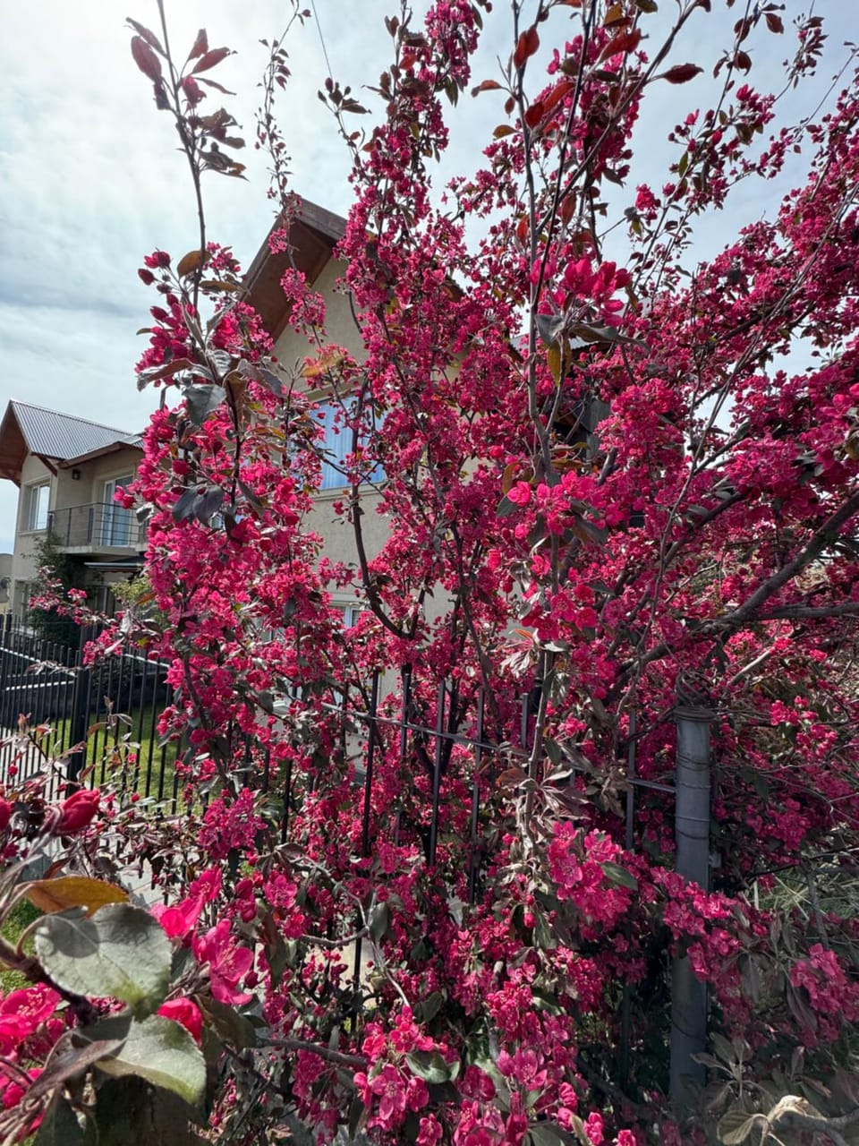 Property building, Spring, Garden view