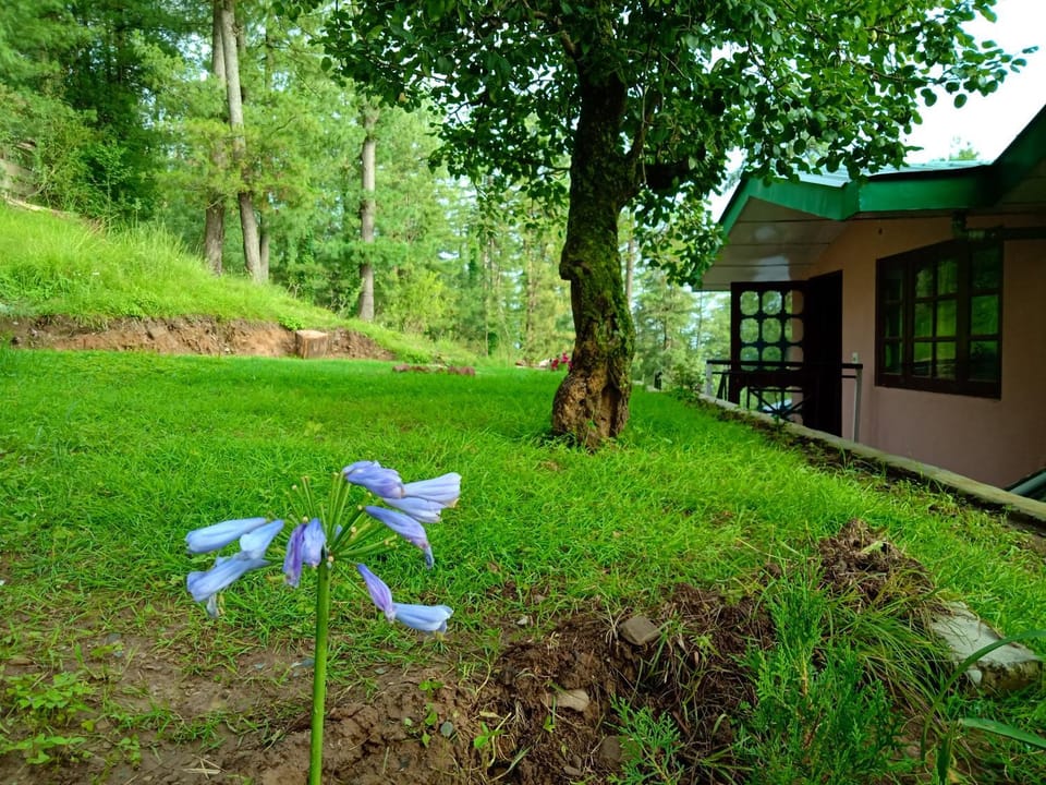 Property building, Facade/entrance, Garden