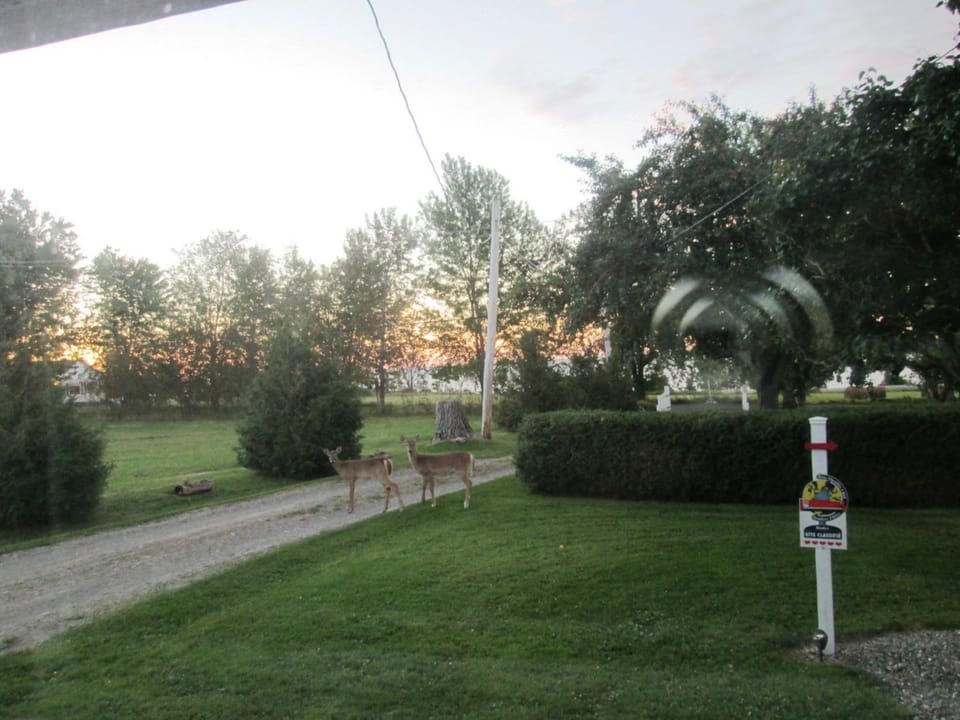 Animals, On site, Sunrise
