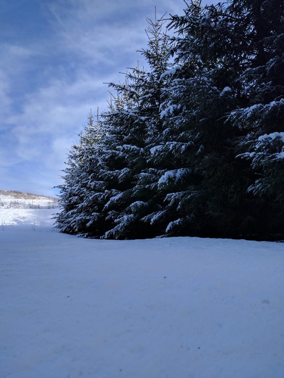 Winter, Garden view