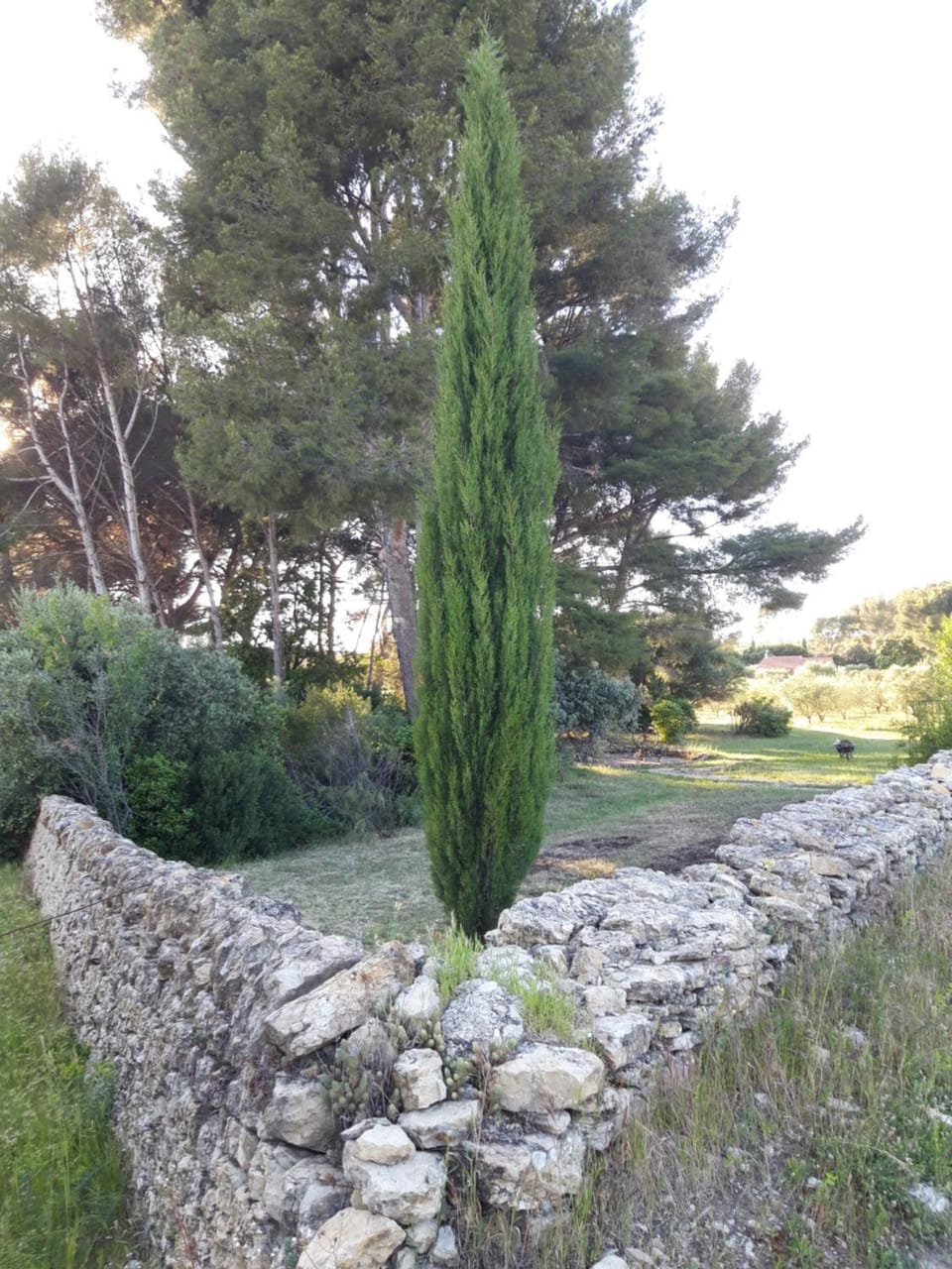 Natural landscape, Garden