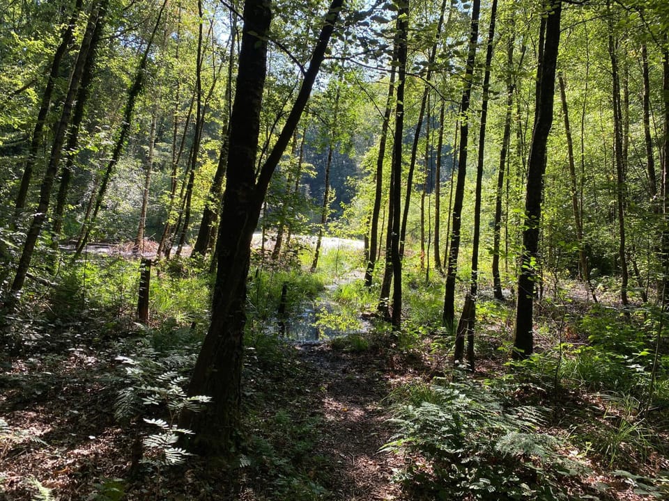 Natural landscape