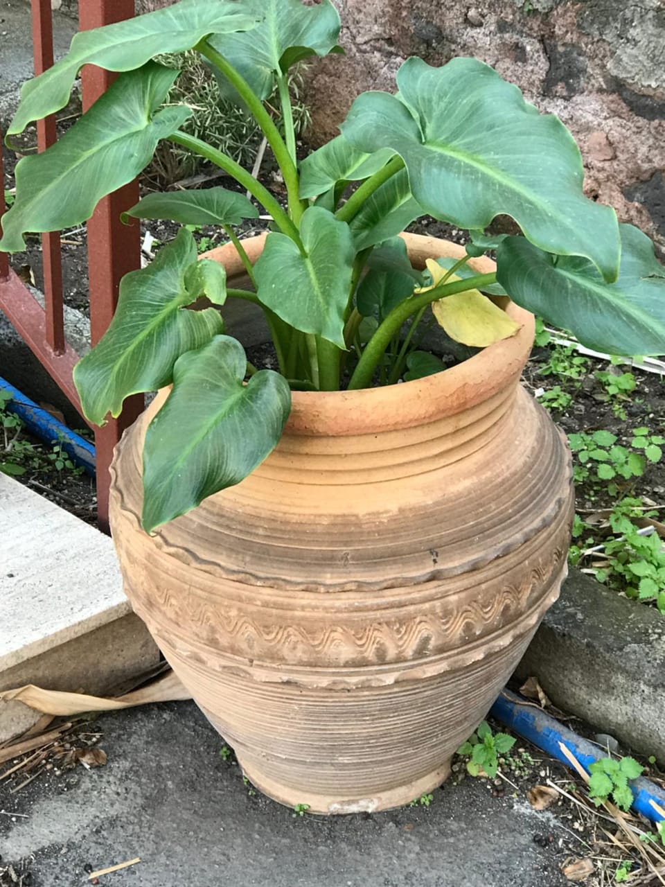 Garden view