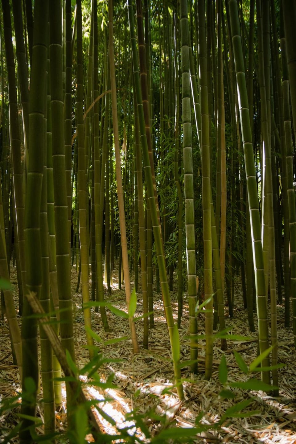 Natural landscape