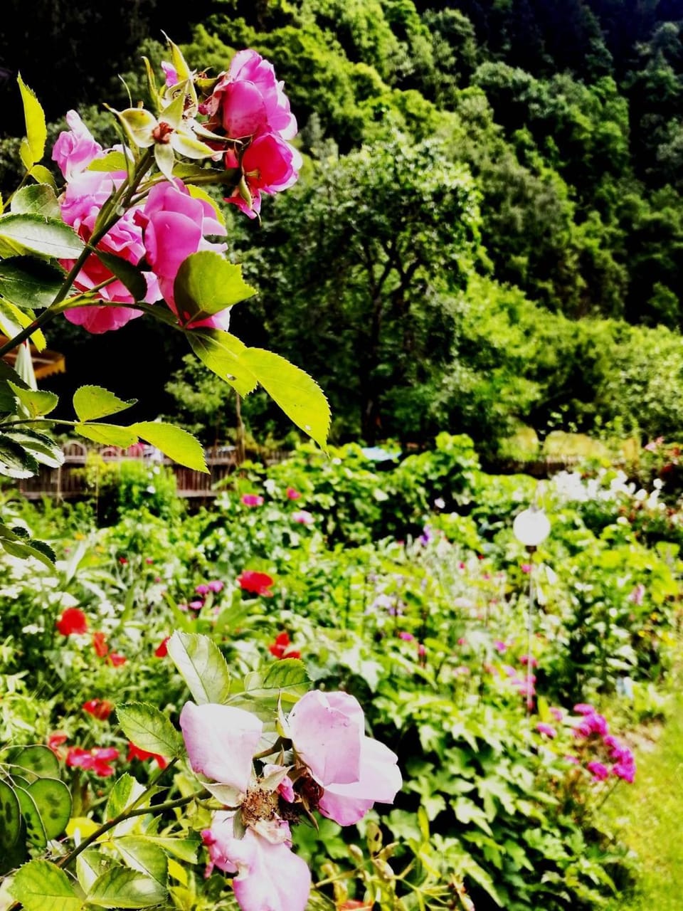 Garden view