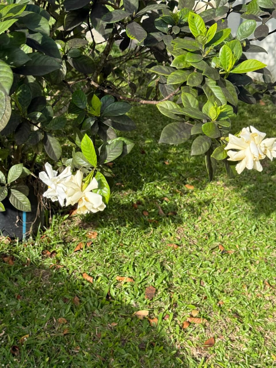 Garden, Garden view