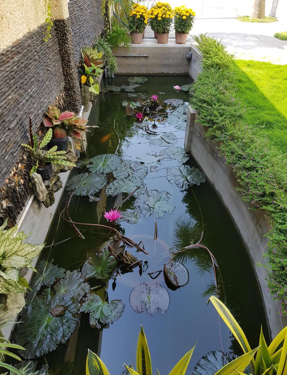 Garden view