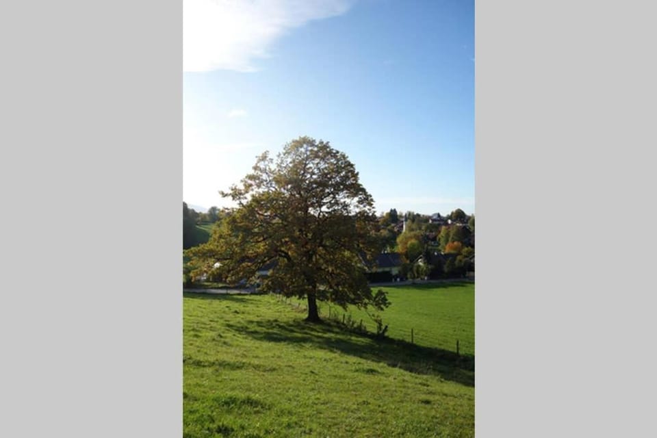 Neighbourhood, Garden view