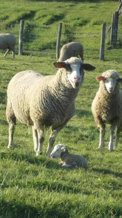 Animals