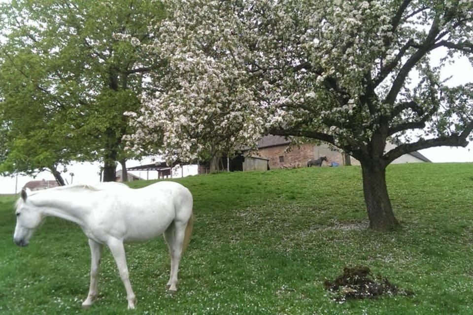 Animals