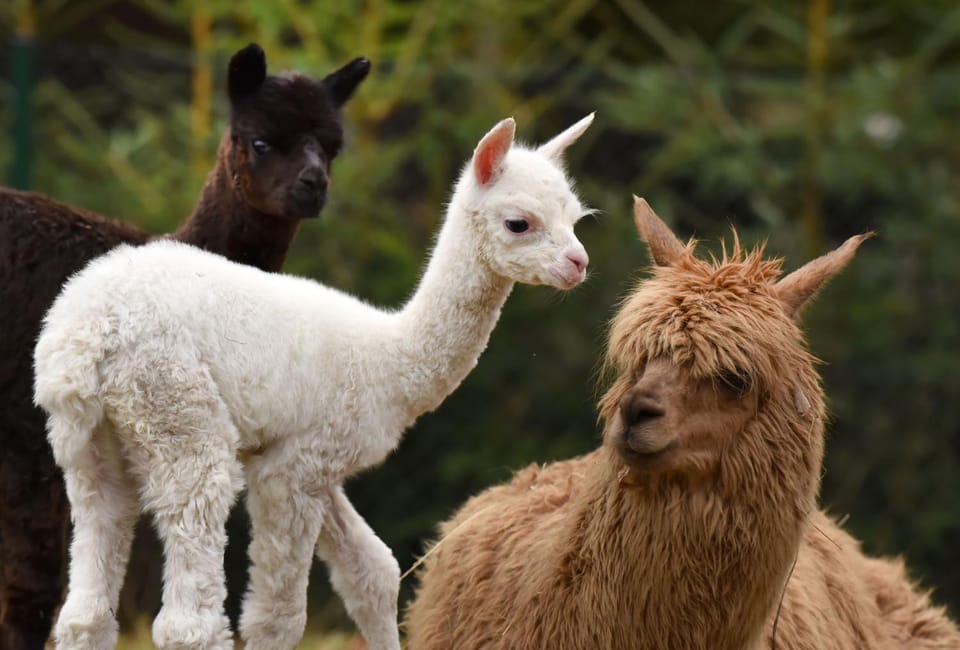 Animals