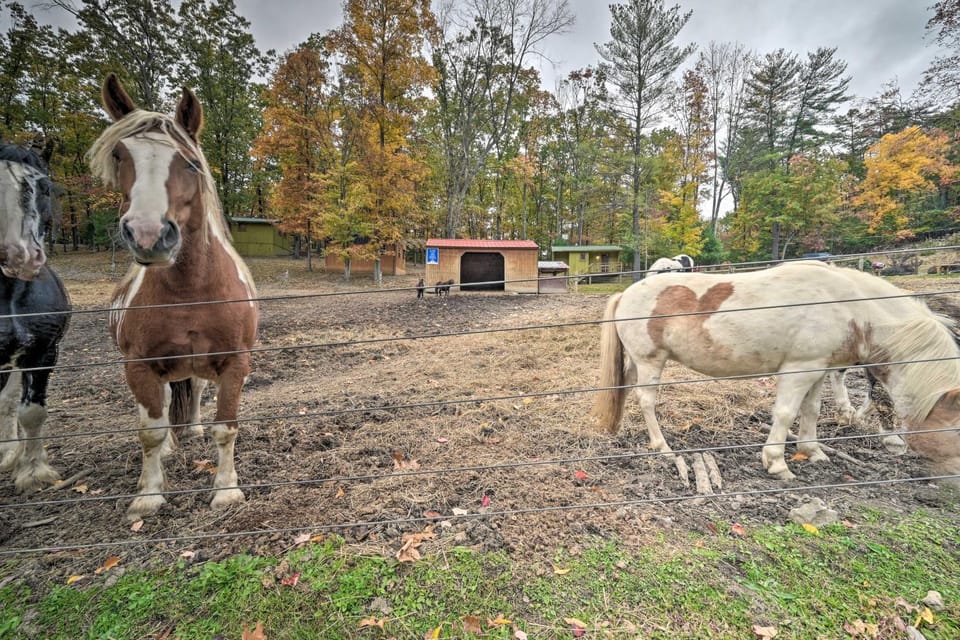 ‘John Wayne' Apartment - Deck, BBQ, Horses On-Site Apartment in Raystown Lake