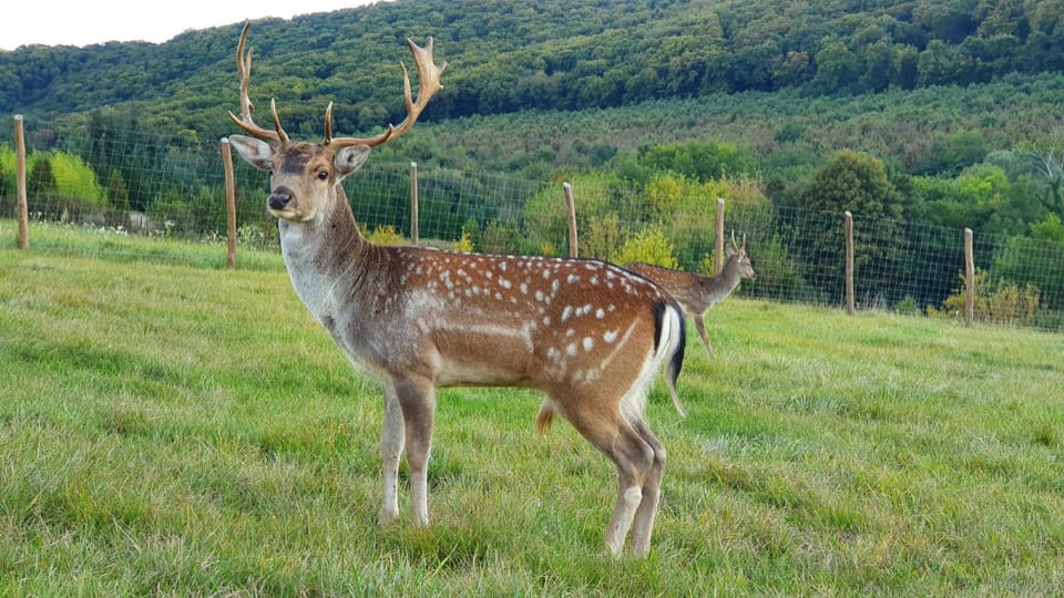 Animals