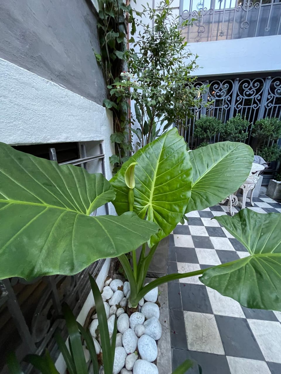 Property building, Patio, Facade/entrance, Garden