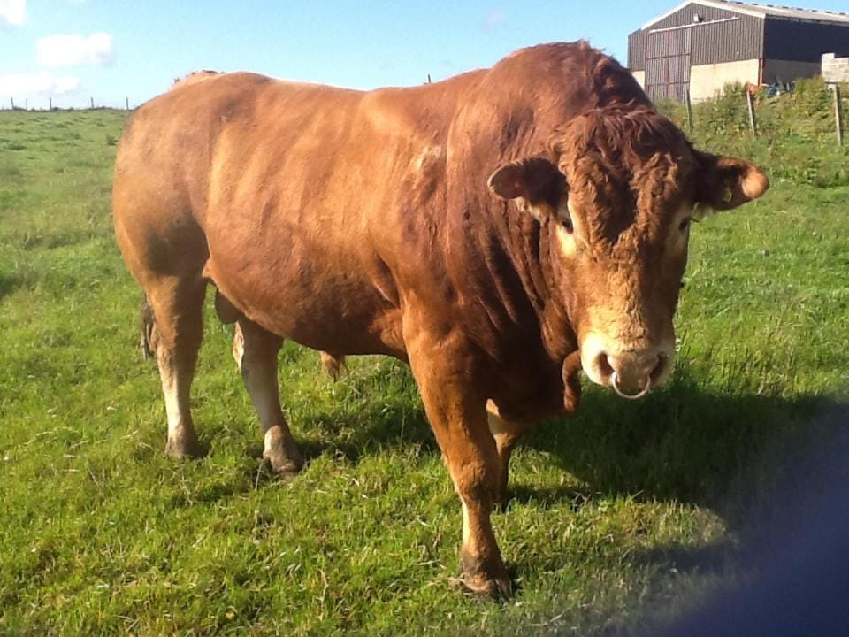 The Antlers Bed and Breakfast in Scotland