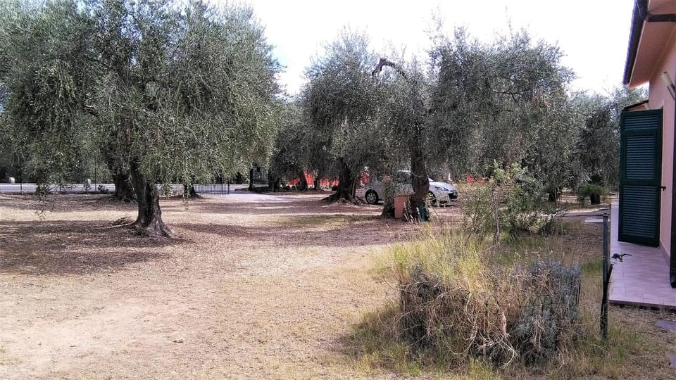 Garden, Garden, Other