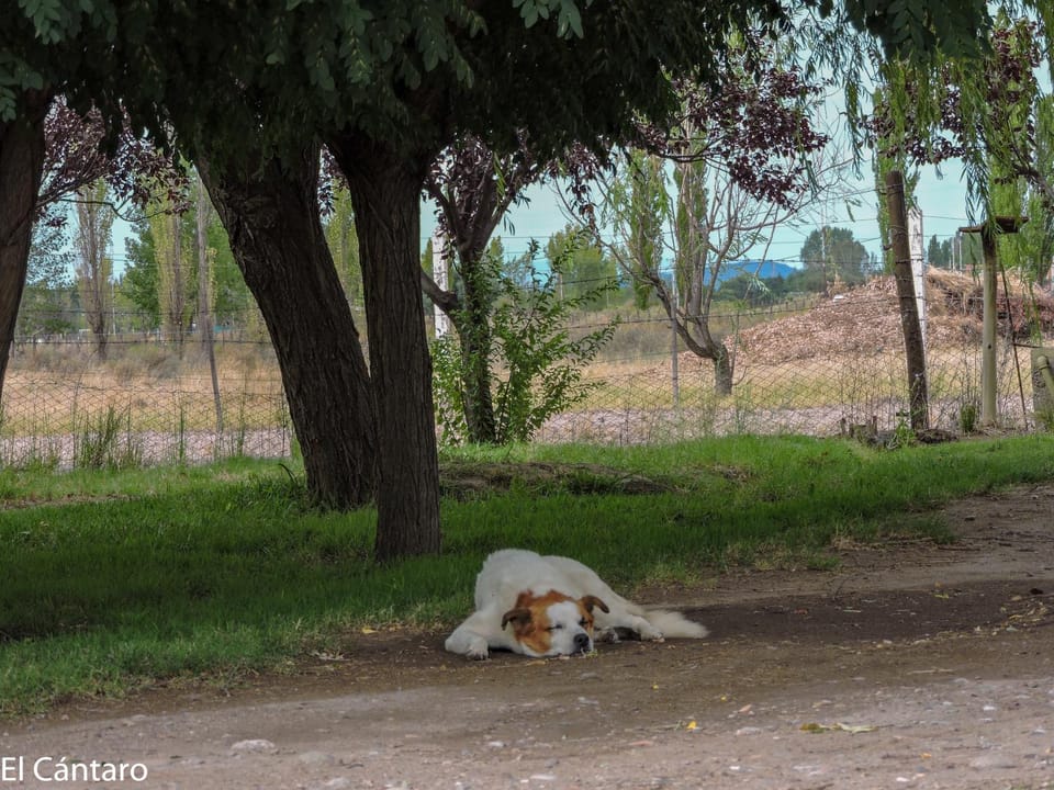 Garden, Animals