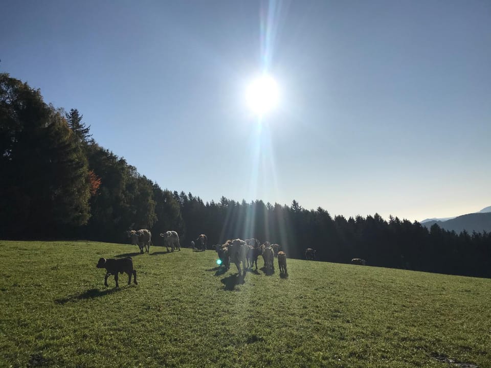 Animals