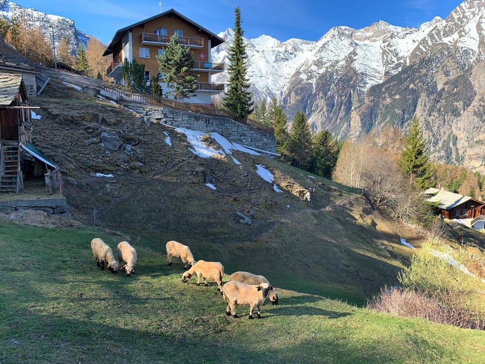 Natural landscape, Animals, On site, Mountain view, Mountain view