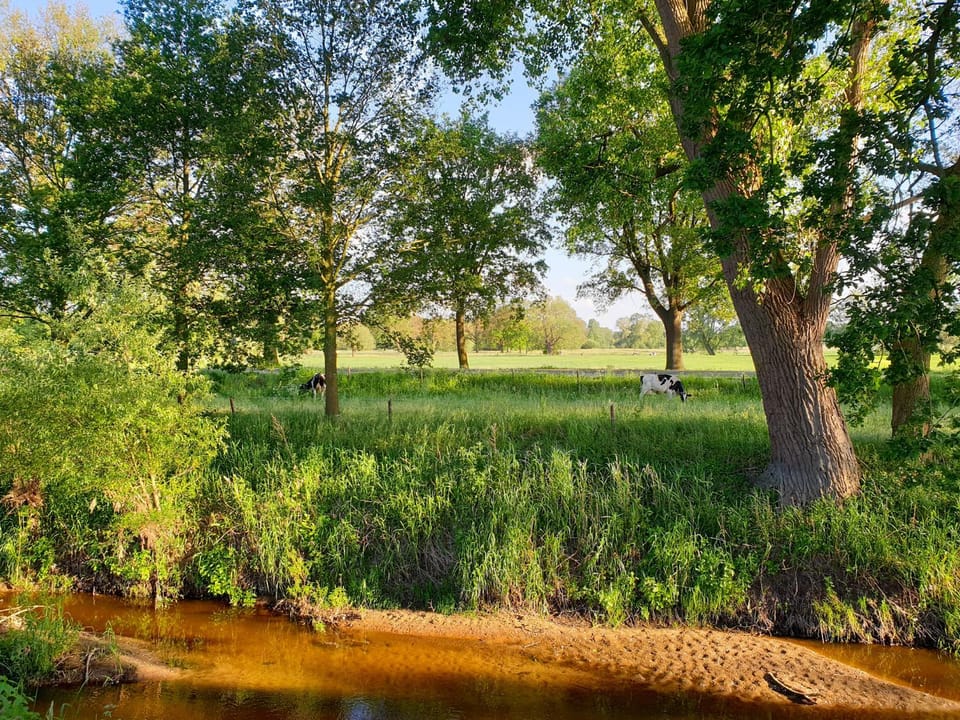 Natural landscape, Garden, Animals, River view